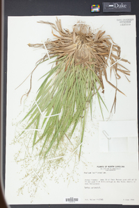 Panicum laxiflorum image