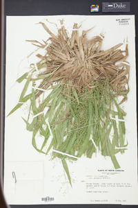 Panicum laxiflorum image