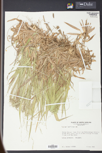 Panicum laxiflorum image