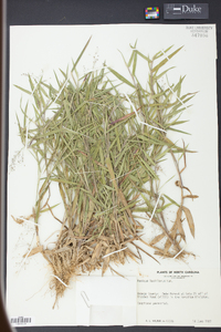 Panicum laxiflorum image