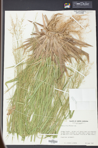 Panicum laxiflorum image