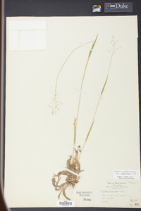 Panicum laxiflorum image