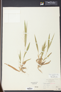 Panicum laxiflorum image