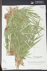 Panicum laxiflorum image