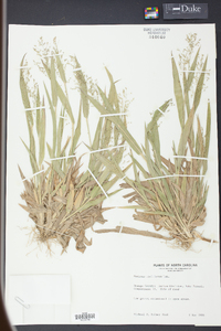 Panicum laxiflorum image