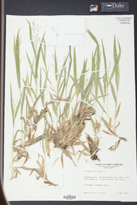 Panicum laxiflorum image