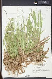 Panicum laxiflorum image