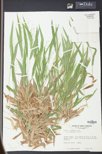 Panicum laxiflorum image