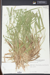 Panicum laxiflorum image