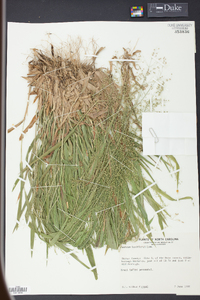 Panicum laxiflorum image