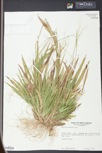 Panicum laxiflorum image