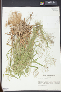 Panicum laxiflorum image