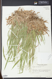 Panicum laxiflorum image