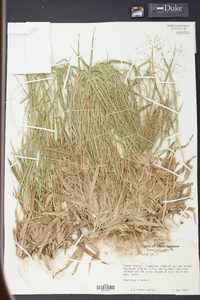 Panicum laxiflorum image