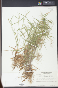 Panicum laxiflorum image