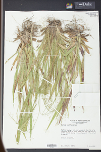 Panicum laxiflorum image