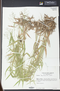 Panicum laxiflorum image