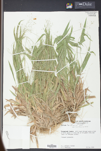 Panicum laxiflorum image