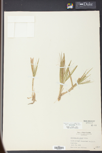 Panicum laxiflorum image