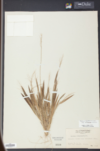 Panicum laxiflorum image