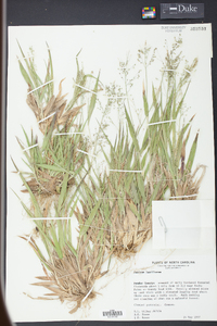 Panicum laxiflorum image