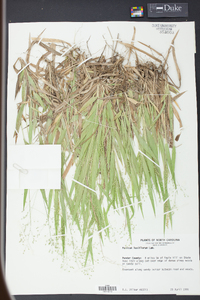 Panicum laxiflorum image