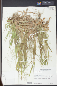 Panicum laxiflorum image