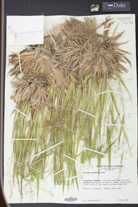 Panicum laxiflorum image