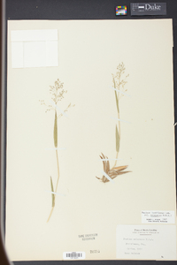 Panicum laxiflorum image