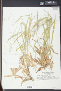 Panicum laxiflorum image