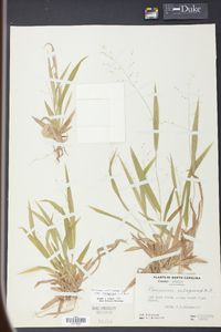 Panicum laxiflorum image