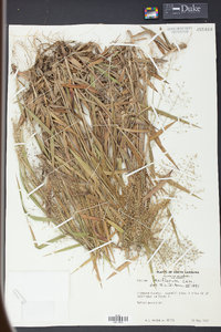 Panicum laxiflorum image