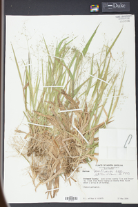 Panicum laxiflorum image