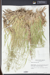 Panicum laxiflorum image