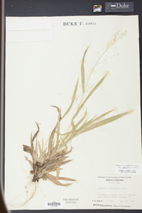 Panicum laxiflorum image