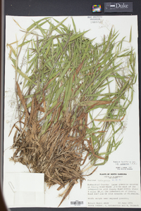 Panicum laxiflorum image