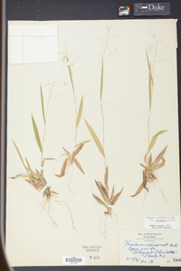 Panicum laxiflorum image