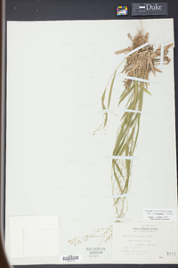 Panicum laxiflorum image