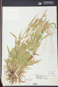 Panicum laxiflorum image