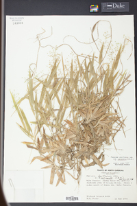 Panicum laxiflorum image