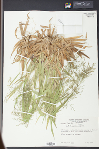 Panicum laxiflorum image