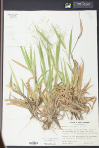 Panicum laxiflorum image