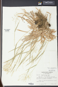 Panicum laxiflorum image