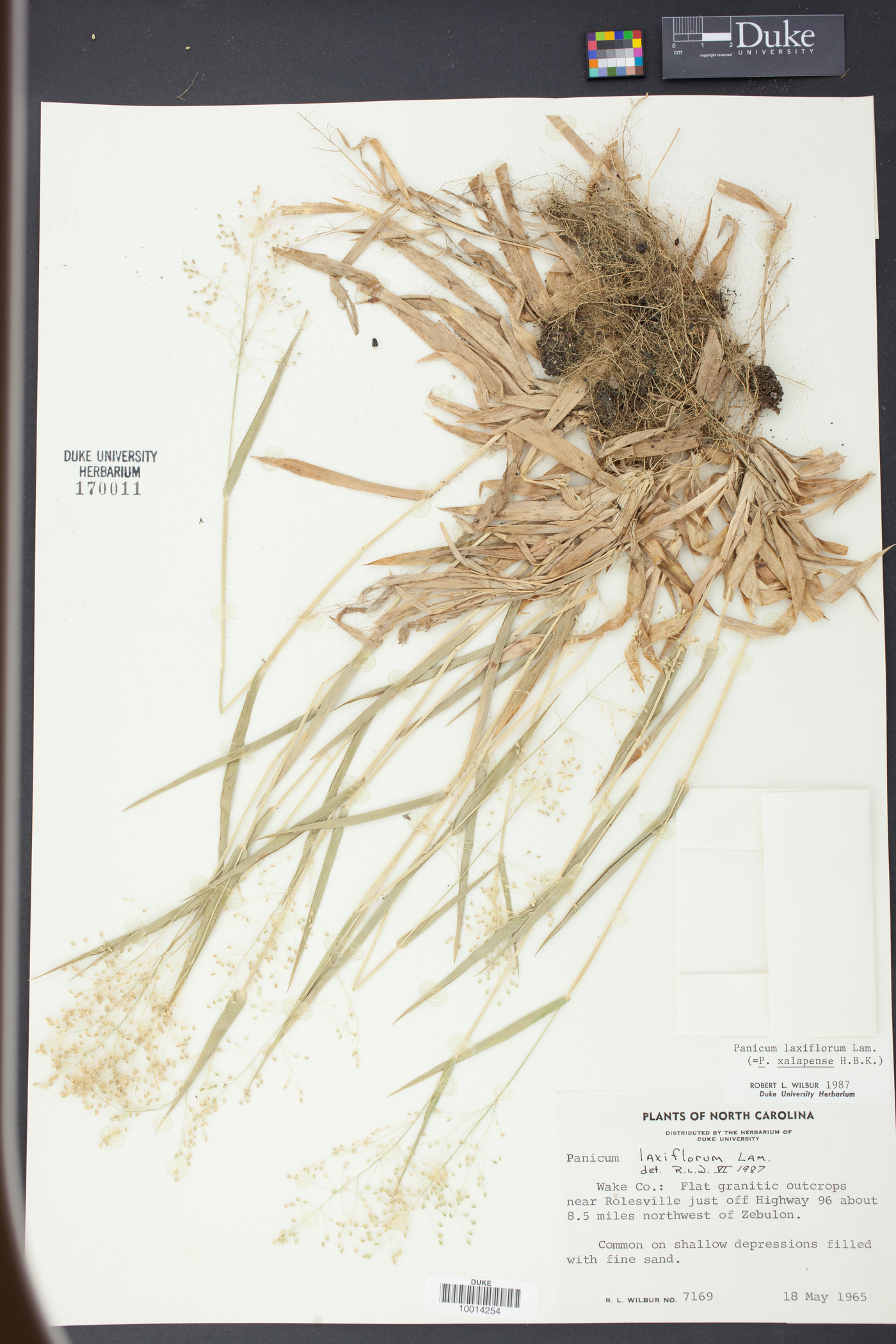 Panicum laxiflorum image