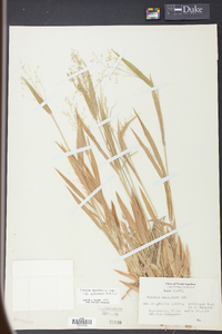 Panicum laxiflorum image