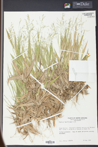 Panicum laxiflorum image