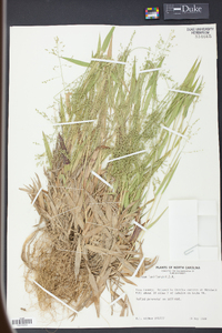 Panicum laxiflorum image