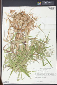 Panicum laxiflorum image