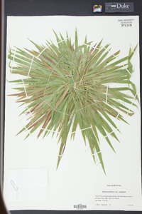 Panicum laxiflorum image