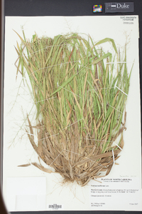 Panicum laxiflorum image